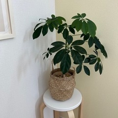 決まりました！！ありがとうございました。観葉植物　カポック　植物　植木