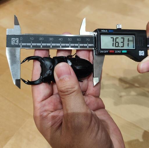 値下！オオクワガタYG ♂76.3mm+♀×2匹セット