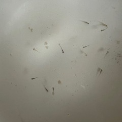 MIXメダカ稚魚1匹2円〜