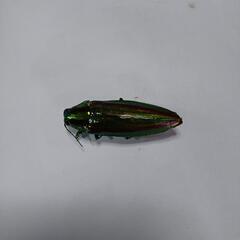 玉虫です！