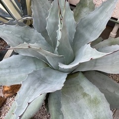アガベ 超特大株 オバティフォリア フロスティブルー