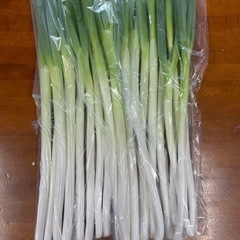 能登白ネギの画像