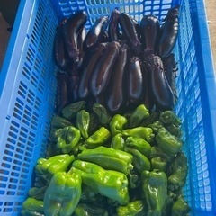 能登白ネギの画像