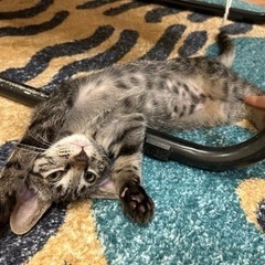 祝＊ずっとのおうちが決まりました♪生後2ヶ月の子猫　キジトラ男の子 - 刈谷市