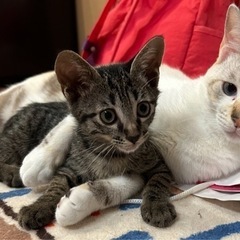 祝＊ずっとのおうちが決まりました♪生後2ヶ月の子猫　キジトラ男の子 - 猫