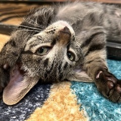 祝＊ずっとのおうちが決まりました♪生後2ヶ月の子猫　キジトラ男の子