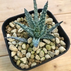 取引中 アロエ フミリス シャーク1と2 植物 
