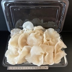 十和田産　生白キクラゲ 500gの画像