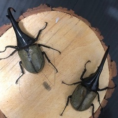 ヘラクレスオオカブト　ペア　在庫2セット【取引中です】