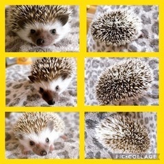 ハリネズミ赤ちゃん1カ月