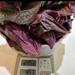 （急募）採れたて紫蘇