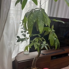 パキラ観葉植物鉢つき130cmアクタス