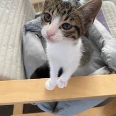 キジ白　オス　2ヶ月半！