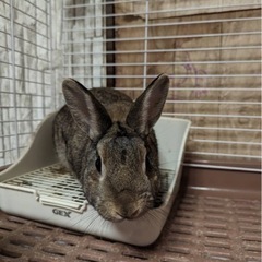 うさぎ ネザーランドドワーフ