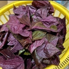 （急募）採れたて紫蘇の画像