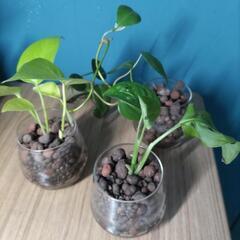 (観葉植物)ポトス ライム/マドカズラ/オキシカルジウムㅤハイド...