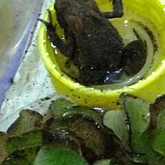 お取引中☆アズマヒキガエル　上陸2ヶ月