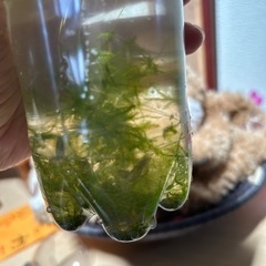 ミナミヌマエビの画像