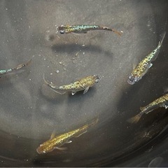 令和黒ラメサファイア6匹（静楽庵様個体より）の画像