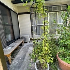 【無料】羽衣ジャスミンの画像