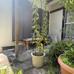 【無料】羽衣ジャスミン