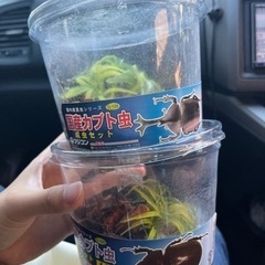カブトムシ(ゼリー２つ付き)