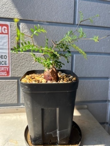 ①オペルクリアパキプス根差し