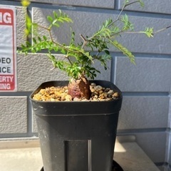 ①オペルクリアパキプス根差し