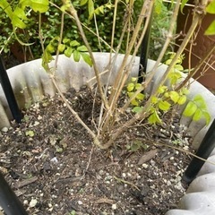 【無料】羽衣ジャスミンの画像