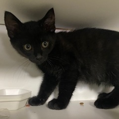 黒猫ちゃん里親募集《里親さん決まりました》
