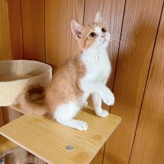 子猫　３ヵ月　里親募集