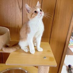 子猫　３ヵ月　里親募集 - 草加市