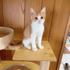 子猫　３ヵ月　里親募集 - 猫