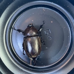 カブトムシ　メス