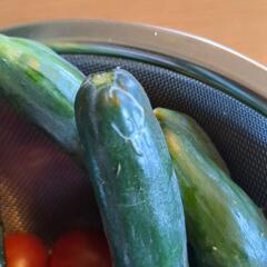 家庭菜園の収穫野菜の画像