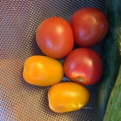 家庭菜園の収穫野菜の画像