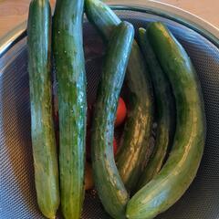 家庭菜園の収穫野菜の画像