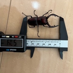 ノコギリクワガタ（ペア）