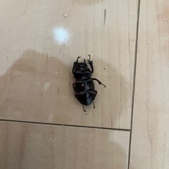 ノコギリクワガタ（ペア）の画像