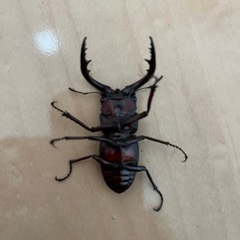 ノコギリクワガタ（ペア）の画像