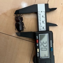 ノコギリクワガタ（ペア）の画像