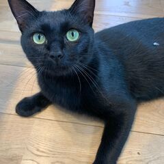 とっても甘えん坊な黒猫の男の子