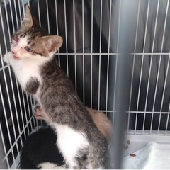 子猫の里親さん募集しています。