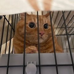 ありがとうございました。まん丸お目々で表情豊かな、甘えん坊の茶トラ