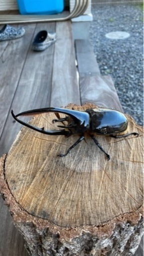 ネプチューンオオカブト132ミリ