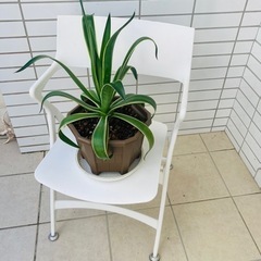 スタイリッシュチェアーとアガベ鉢植え