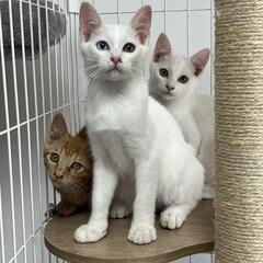 里親様決まりました4ヵ月兄妹