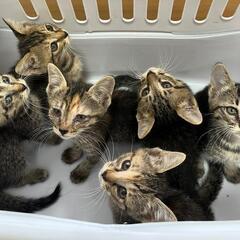 里親様決まりました　キジ猫6百兄妹