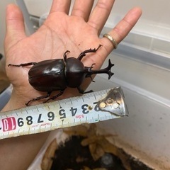 カブトムシ、クワガタ