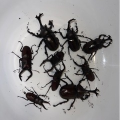 カブトムシ、クワガタ